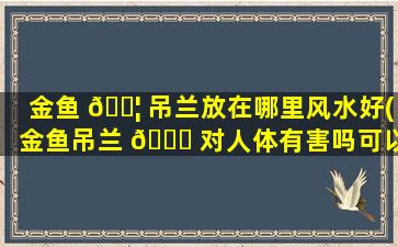 金鱼 🐦 吊兰放在哪里风水好(金鱼吊兰 🐘 对人体有害吗可以放在室内吗)